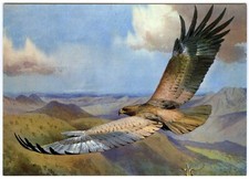 Medici Art Postcard African