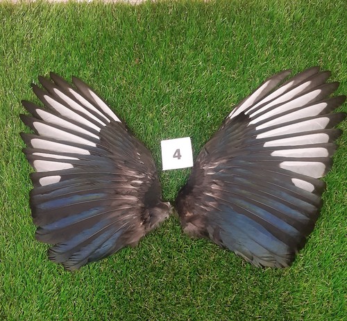 Genuine british magpie wings - wings, 4