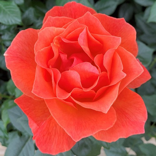 Harkness roses floribunda - harkness, roses,