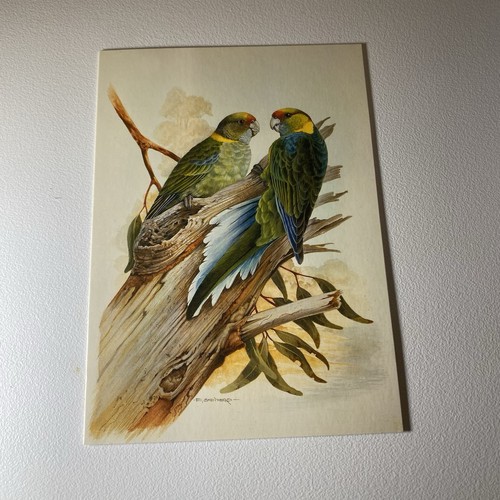 Australian bird postcard - bird, –