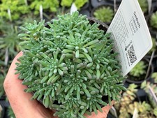 Sedum rubens 'Lizard' , 9cm