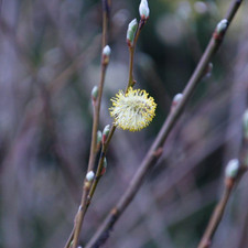 Salix acutifolia Blue Streak 3.6, 7.5, 10 & 30 Litre Potted Plant (60-80 cm) by