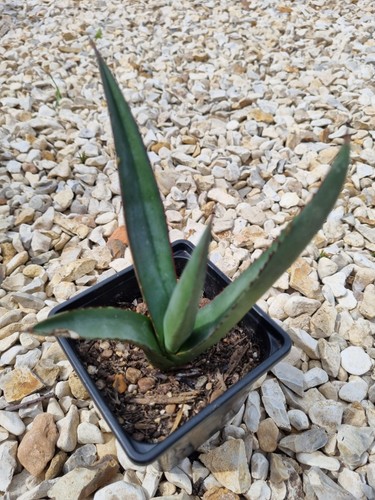 Agave nigra sharkskin 9cm - nigra, pot
