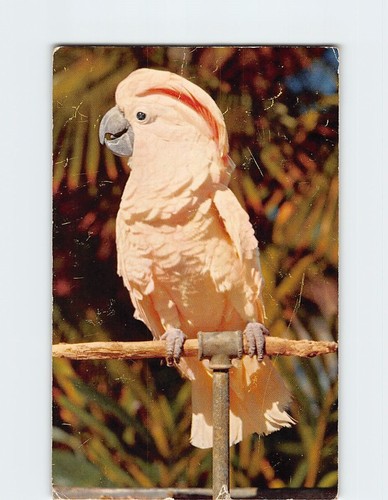 Postcard rose crested cockatoo - rose,