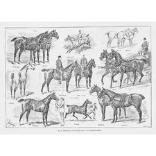 Chennell's Newmarket Hacks and