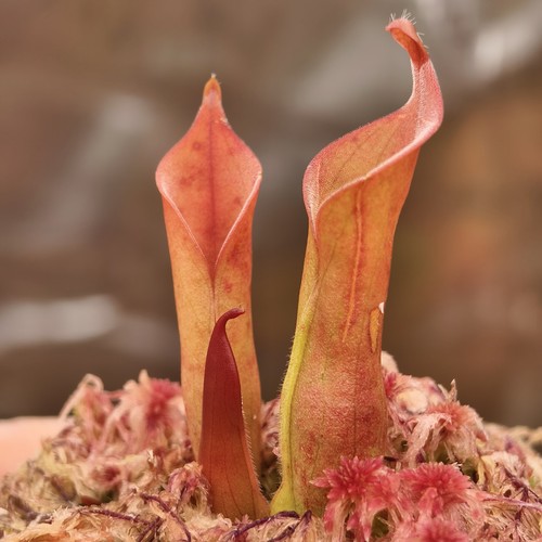 Heliamphora neblinae - neblinae,