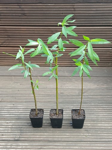 Willow plants pack hedging - pack,