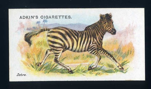 Adkin wild animals - wild,