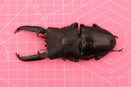 Dorcus titanus palawanicus