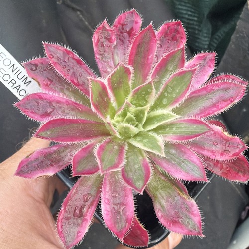 Aeonium fire cracker - aeonium,
