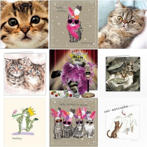 Funny tabby cute cat kitten - or,