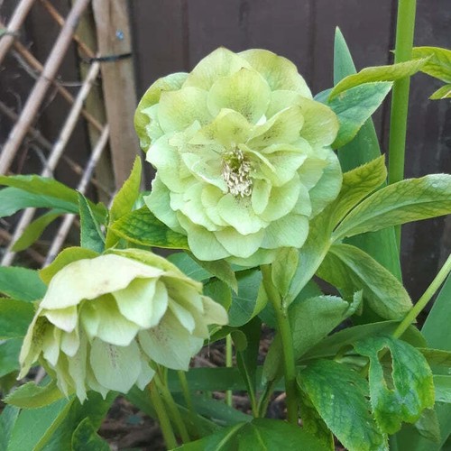 Hellebore double green - hellebore,