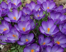 10 Crocus Ruby Giant