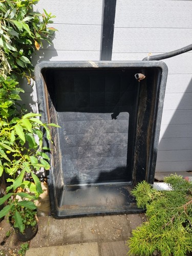 Koi pond quarantine - koi,