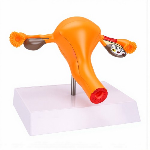 Female reproductive system - female,