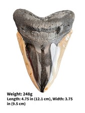 Authentic Megalodon Shark Tooth Fossil – Polished-Genuine Fossilized Shark Tooth