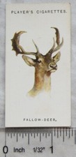1927 John Player & Sons Wild Animals Heads No. 16 The Fallow Deer