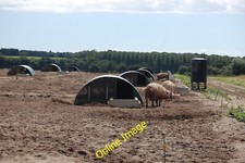 Photo 6x4 Field of pigs Iken