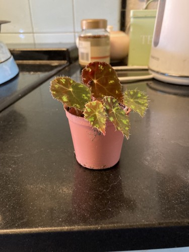 Begonia rex tiger paws - tiger,