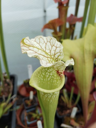 Sarracenia wilkerson white - sarracenia,