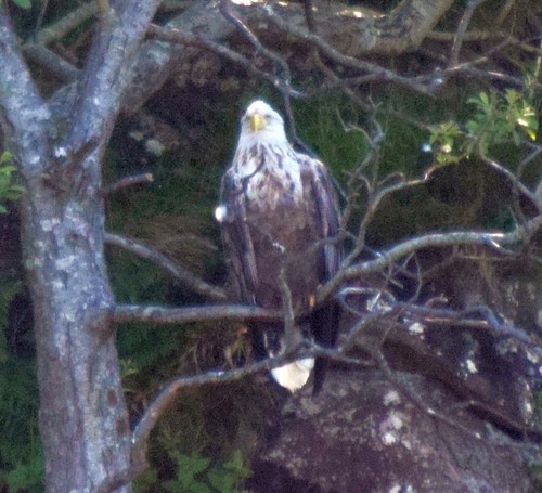 Photo 6x4 white tailed - photo,