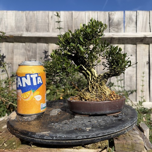 Boxwood bonsai tree - bonsai,