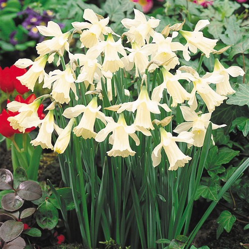 Mini daffodil milner - daffodil, w.p