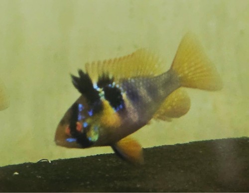 Pack german blue rams one - blue, rams.