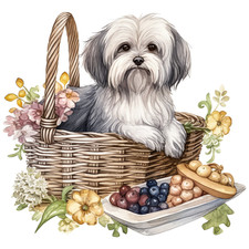 Havanese Car Sticker Dog