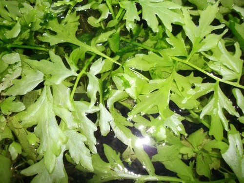 Tropical aquarium plant indian - plant,
