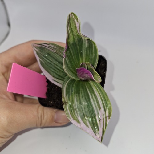 Tradescantia nanouk tricolor - tradescantia,