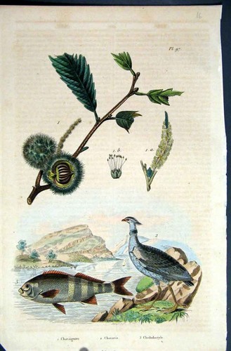 Original old antique print - old,