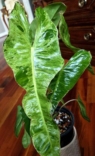 Rare philodendron paraiso - rare,