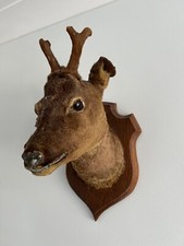Taxidermy Roe Deer Stag Head