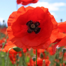 Red Poppy Seeds 5000-50000 |