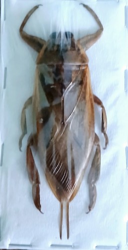 Huge brown water - brown, unmounted