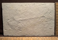 Unprepared Fossil Fish Green