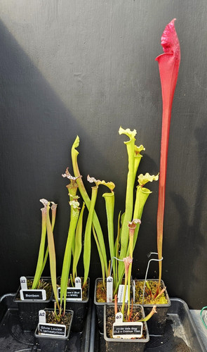 Named sarracenia carnivorous - 6,