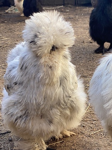 Show quality silkie chicken - show,