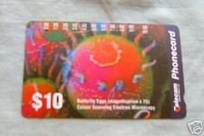 MICROSCOPY BUTTERFLY EGGS $10