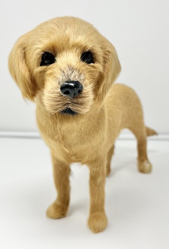 Realistic yellow labrador - realistic,