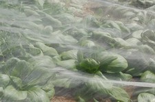 Agralan Enviromesh Fine Garden Insect Netting Protects Veg From Pests All Sizes