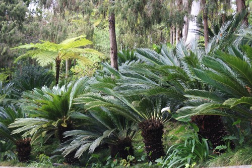 Cycas revoluta sago - cycas,