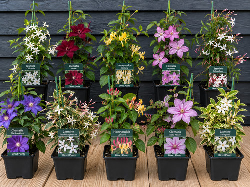 10x mixed flowering - 10x,