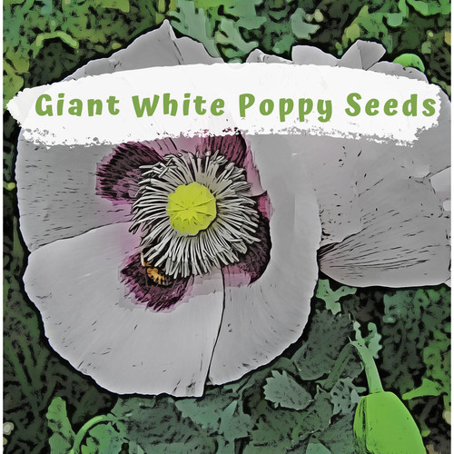 Giant white poppy - white, seeds