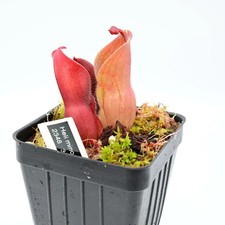Heliamphora minor var pilosa