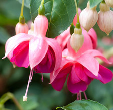 Fuchsia Bush Garden News Shrub