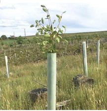 60cm Tubex Standard Tree
