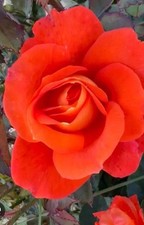 Super Trouper Standard Rose 4L