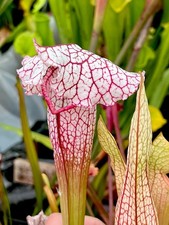 Sarracenia x Charmaine Rare
